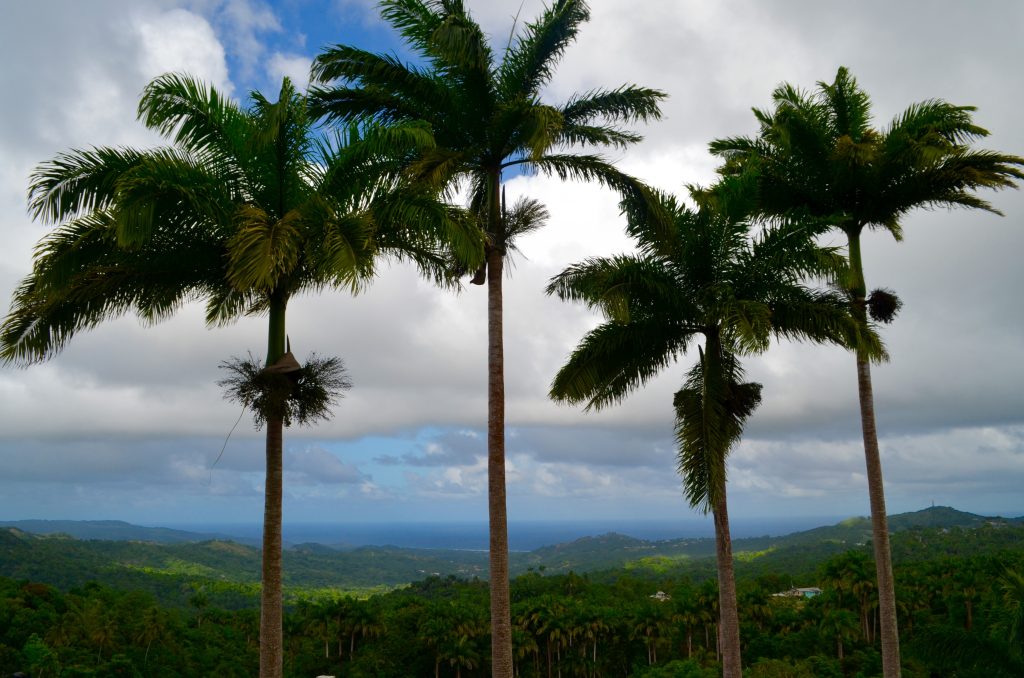 Barbados Welchman Hally Gully palm trees