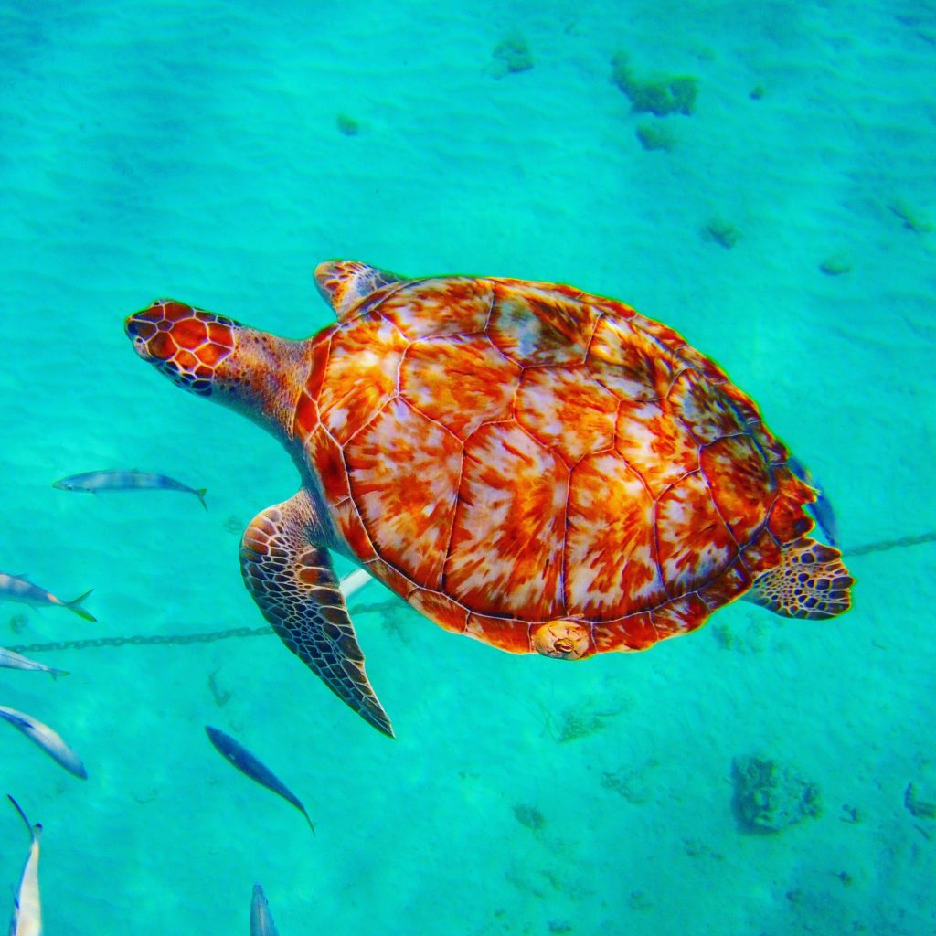 Barbados turtle
