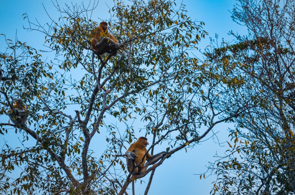 Proboscis monkeys in Tanjung Puting national park, Borneo, Indonesia