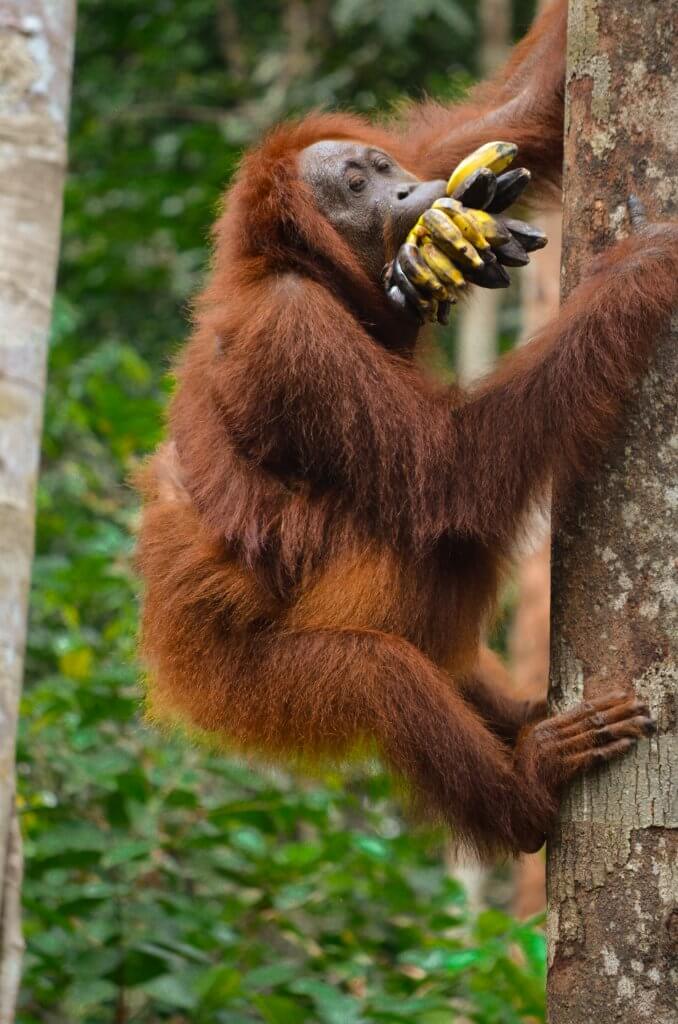 Orangutan feeding time with Orangutan Applause in Tanjung Puting national park, Borneo, Indonesia