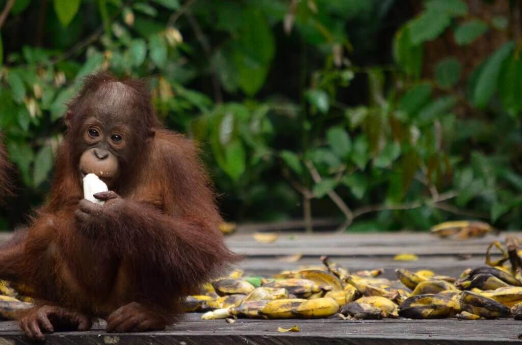 Baby orangutan in Tanjung Puting national park, Borneo, Indonesia