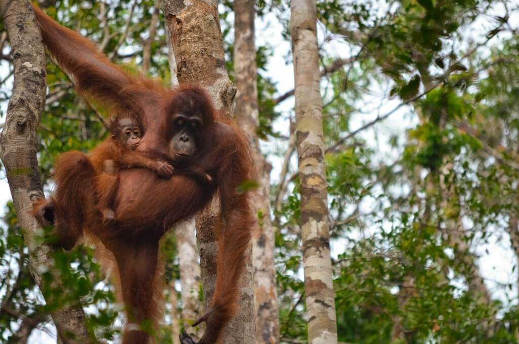 Mother and baby orangutan with Orangutan Applause in Tanjung Puting national park, Borneo, Indonesia