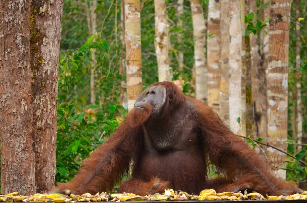 Large male orangutan, Camp Leakey, Tanjung Puting National Park, Borneo, Indonesia