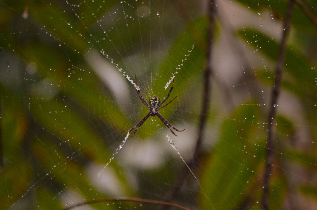 Spiders and insects in Tanjung Puting national park, Borneo, Indonesia