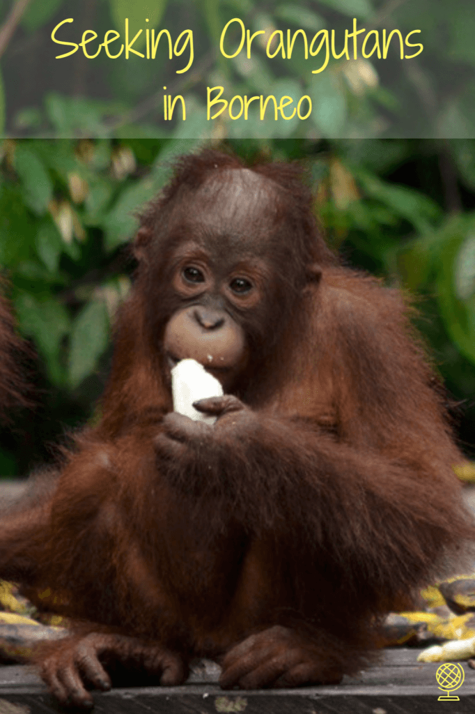 Review of Orangutan Applause tour in Tanjung Puting national park, Borneo, Indonesia