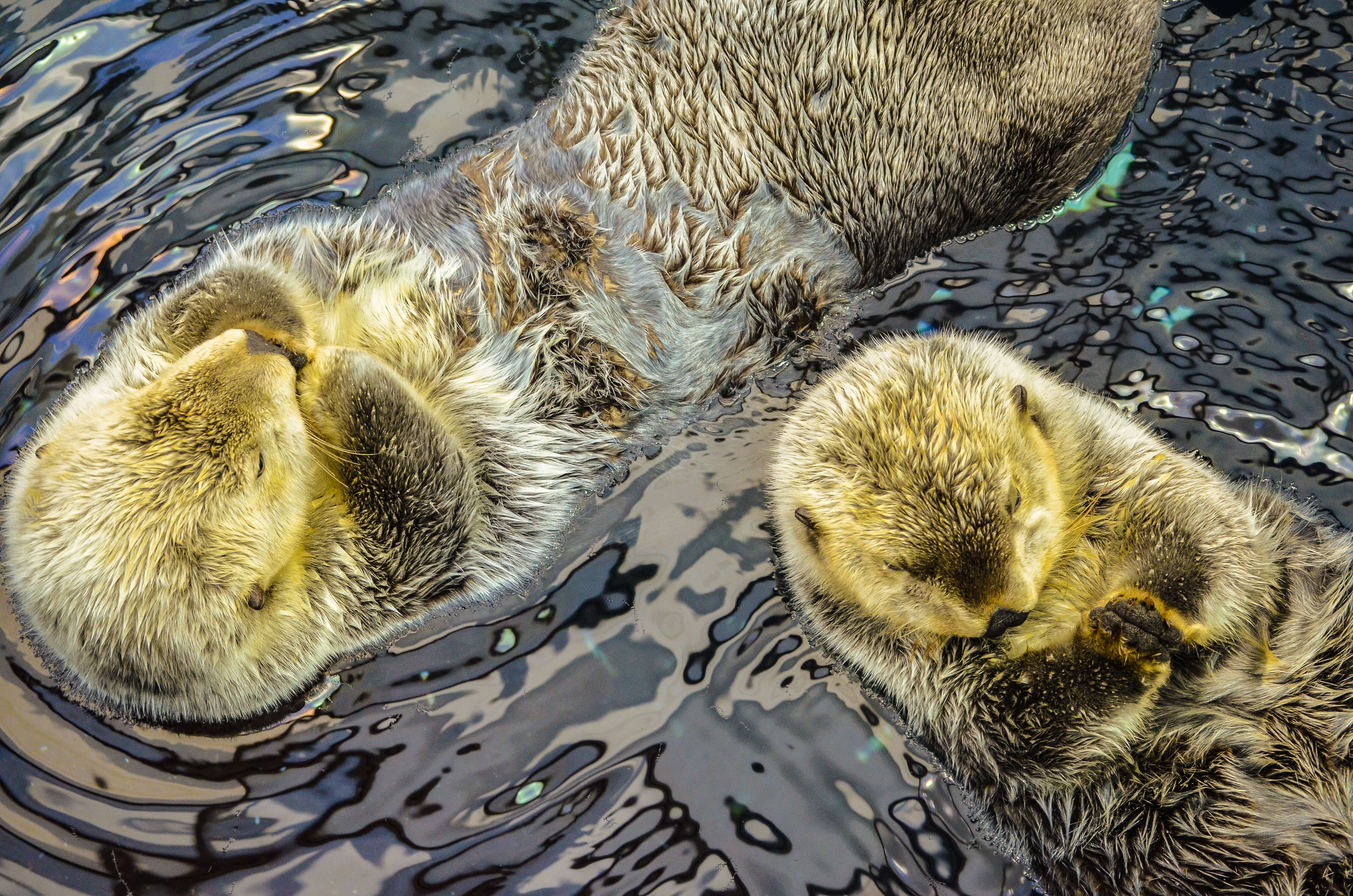A pair of sea otters at Lisbon Aquarium in Lisbon, Portugal