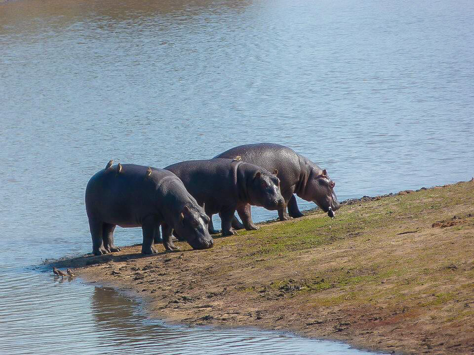 Kruger National Park safari photos - Hippos