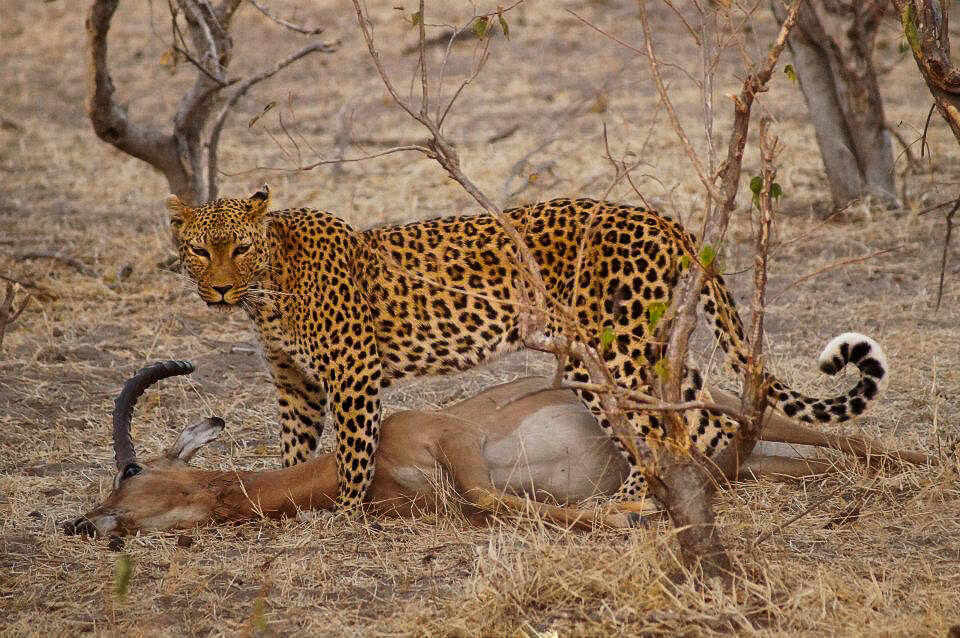 Kruger National Park safari photos - Leopard with a kill