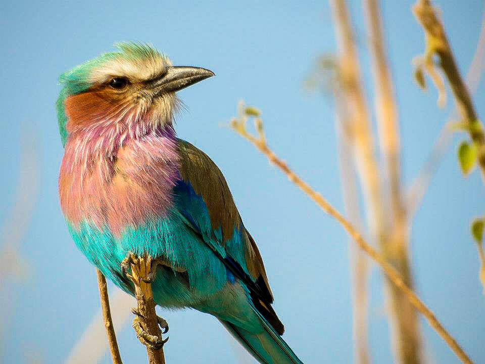Kruger National Park safari photos - Lilac breasted roller bird