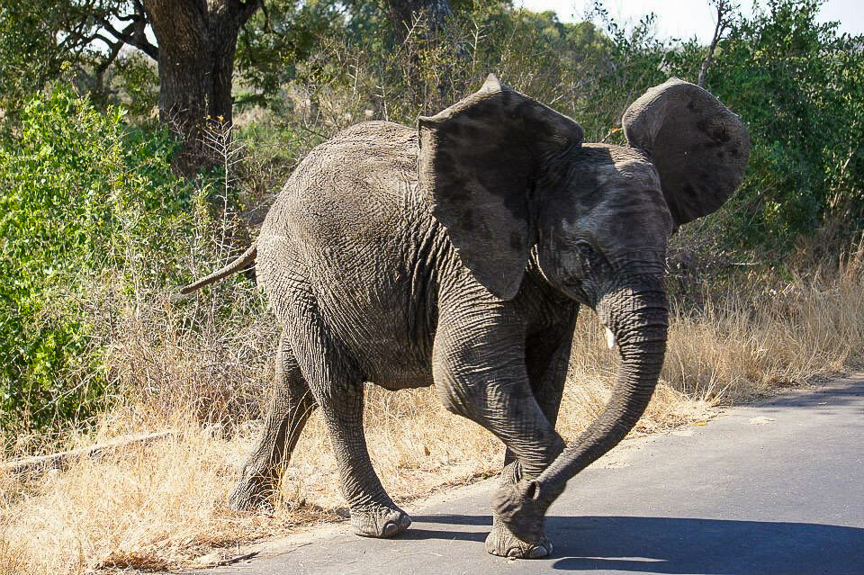 Kruger National Park safari photos - Baby elephant crossing the road