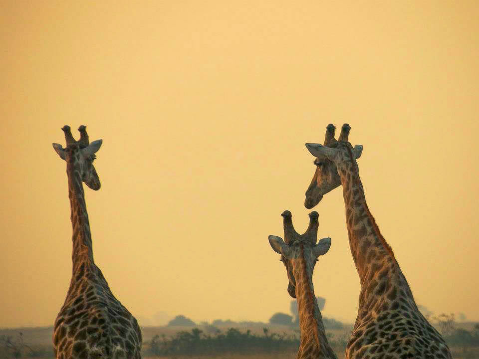 Kruger National Park safari photos - Giraffes and the sunset