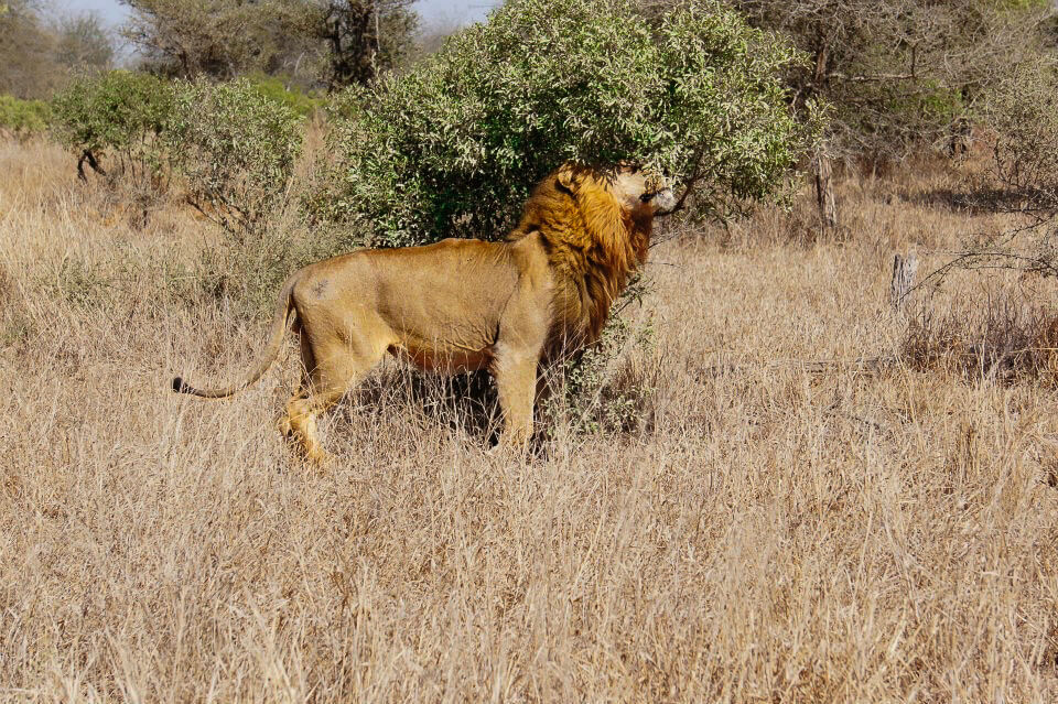 Kruger National Park safari photos - Male lion