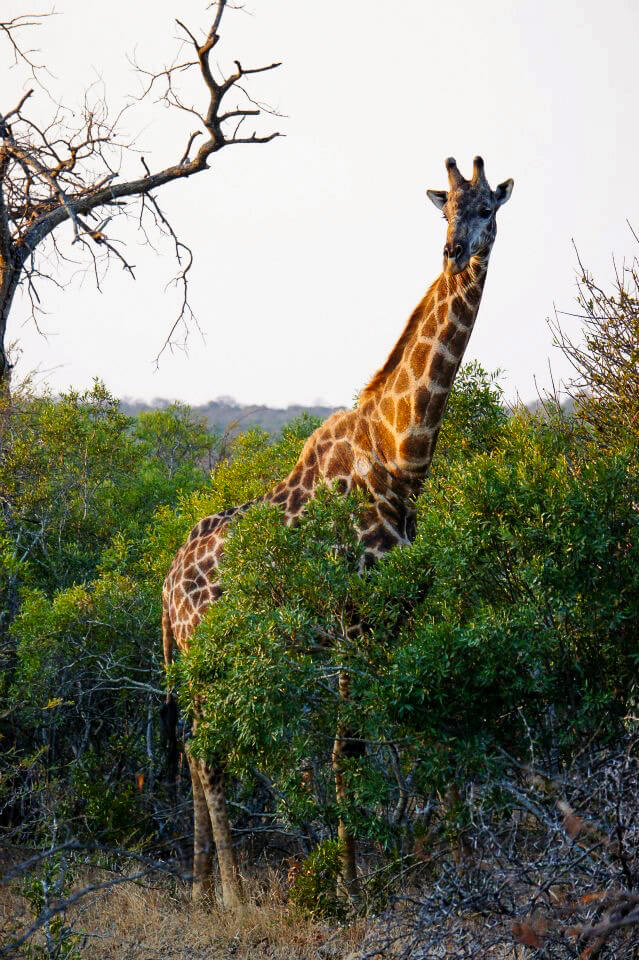 Kruger National Park safari photos - Giraffe