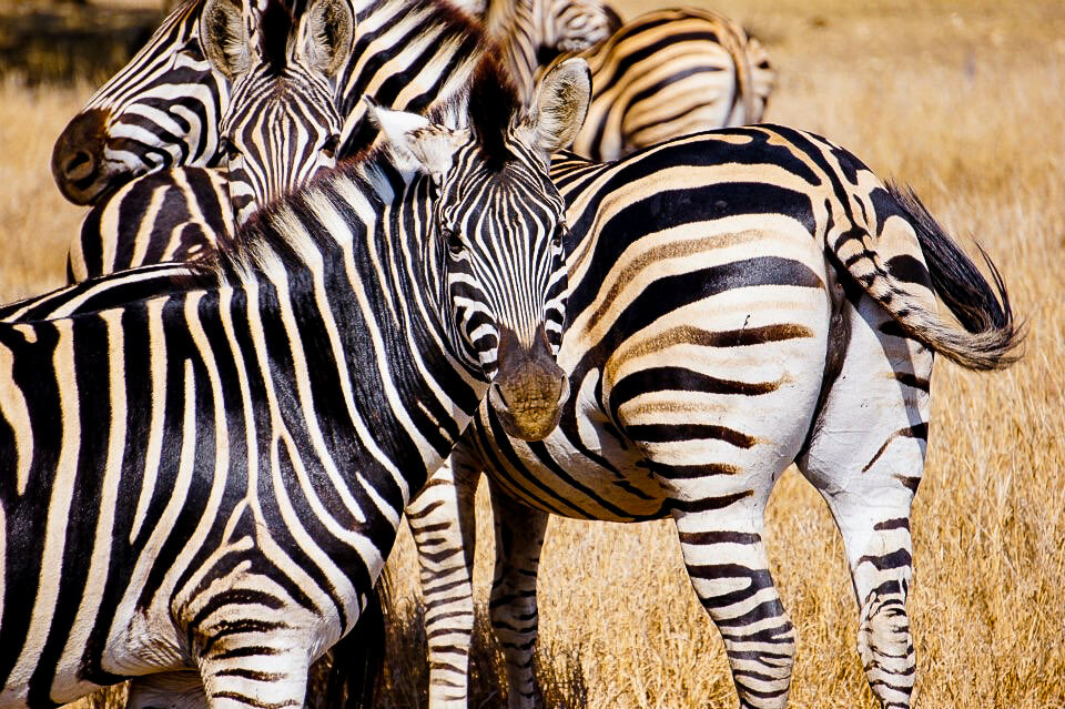 Kruger National Park safari photos - Herd of zebra