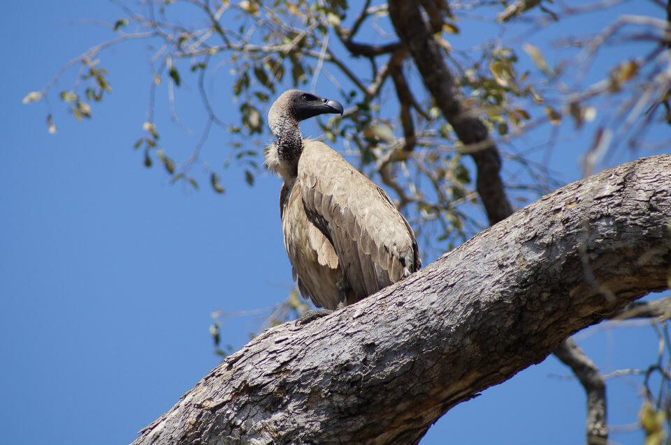 Kruger National Park safari photos - White-backed vulture