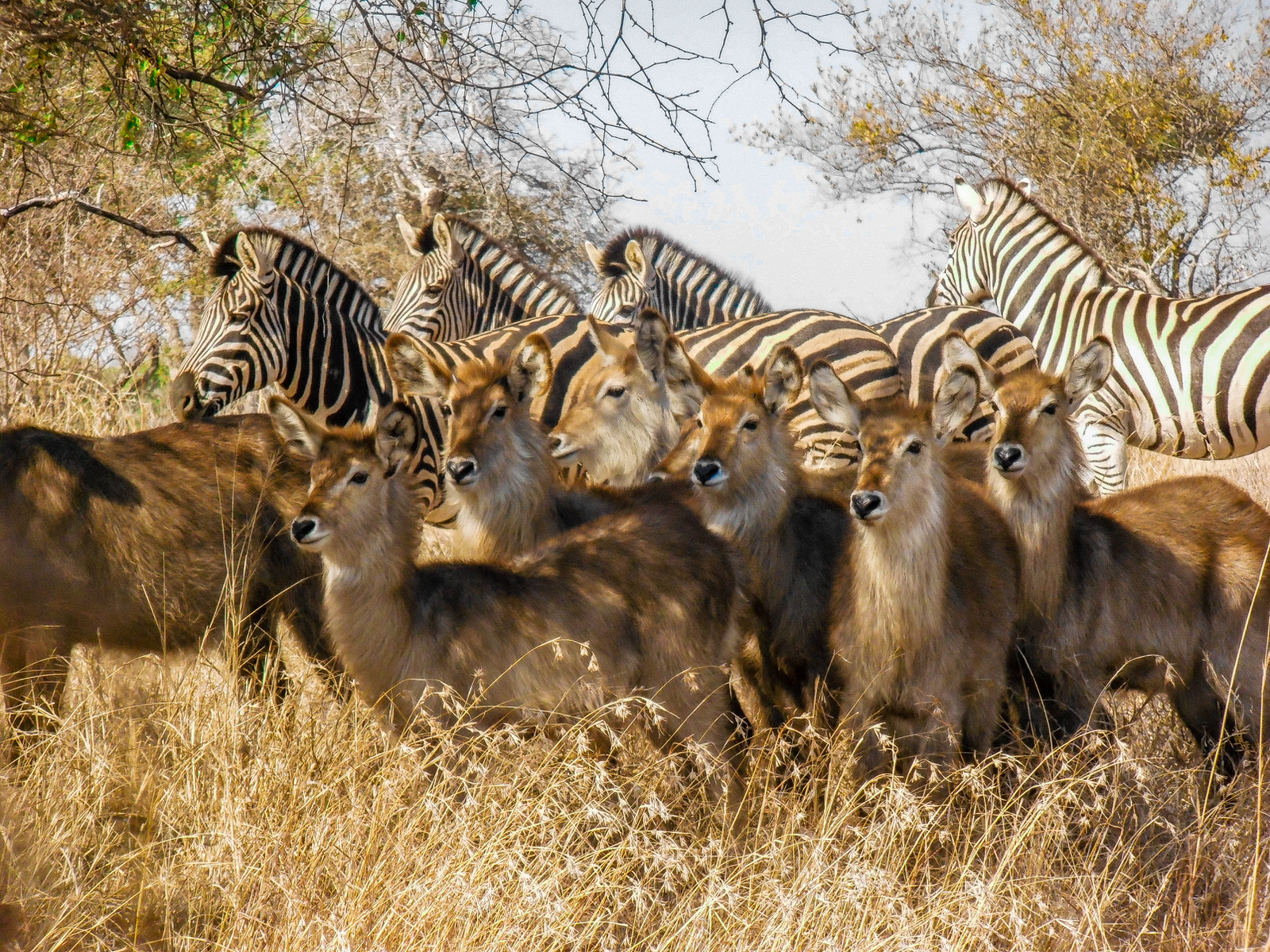Kruger National Park safari photos - Herd of zebra and waterbuck