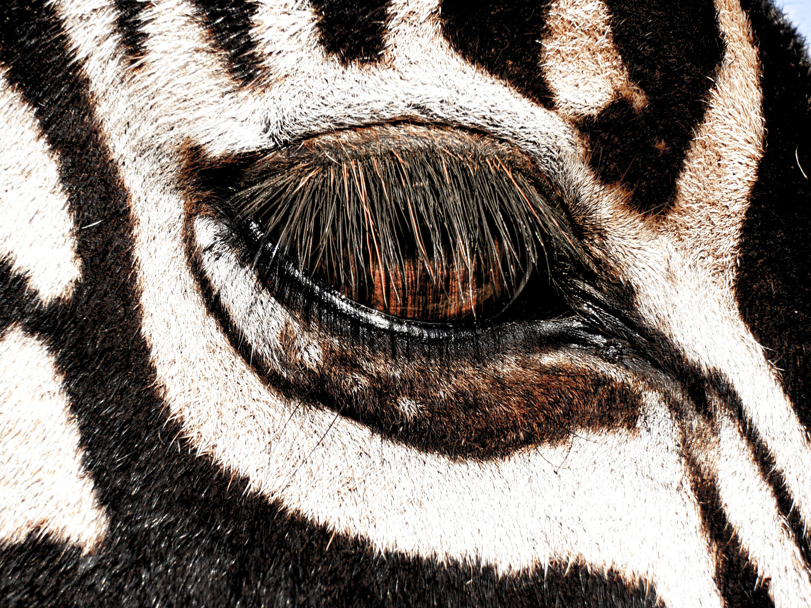 Kruger National Park safari photos - close up of zebra eye