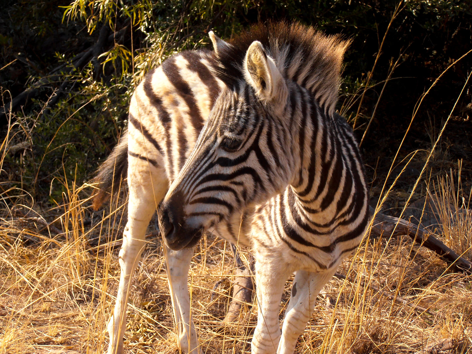 Kruger National Park safari photos - Baby zebra
