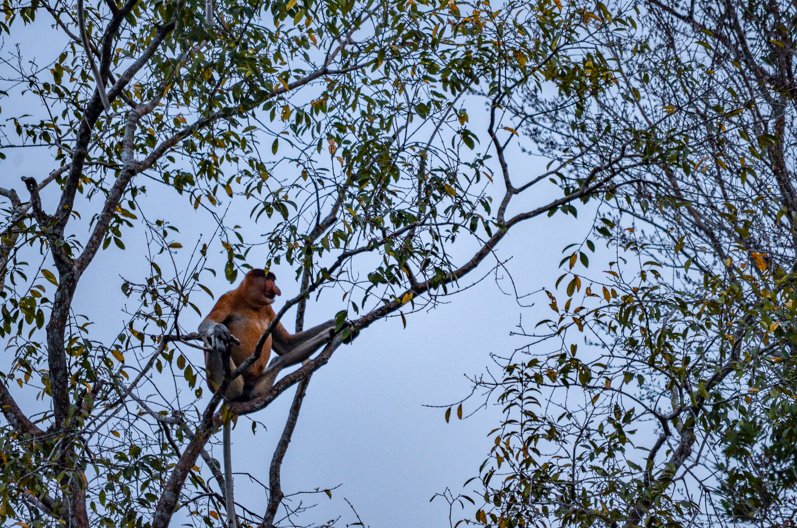 Visiting orangutans in Borneo, Indonesia - spotting Proboscis monkeys in Tanjung Puting