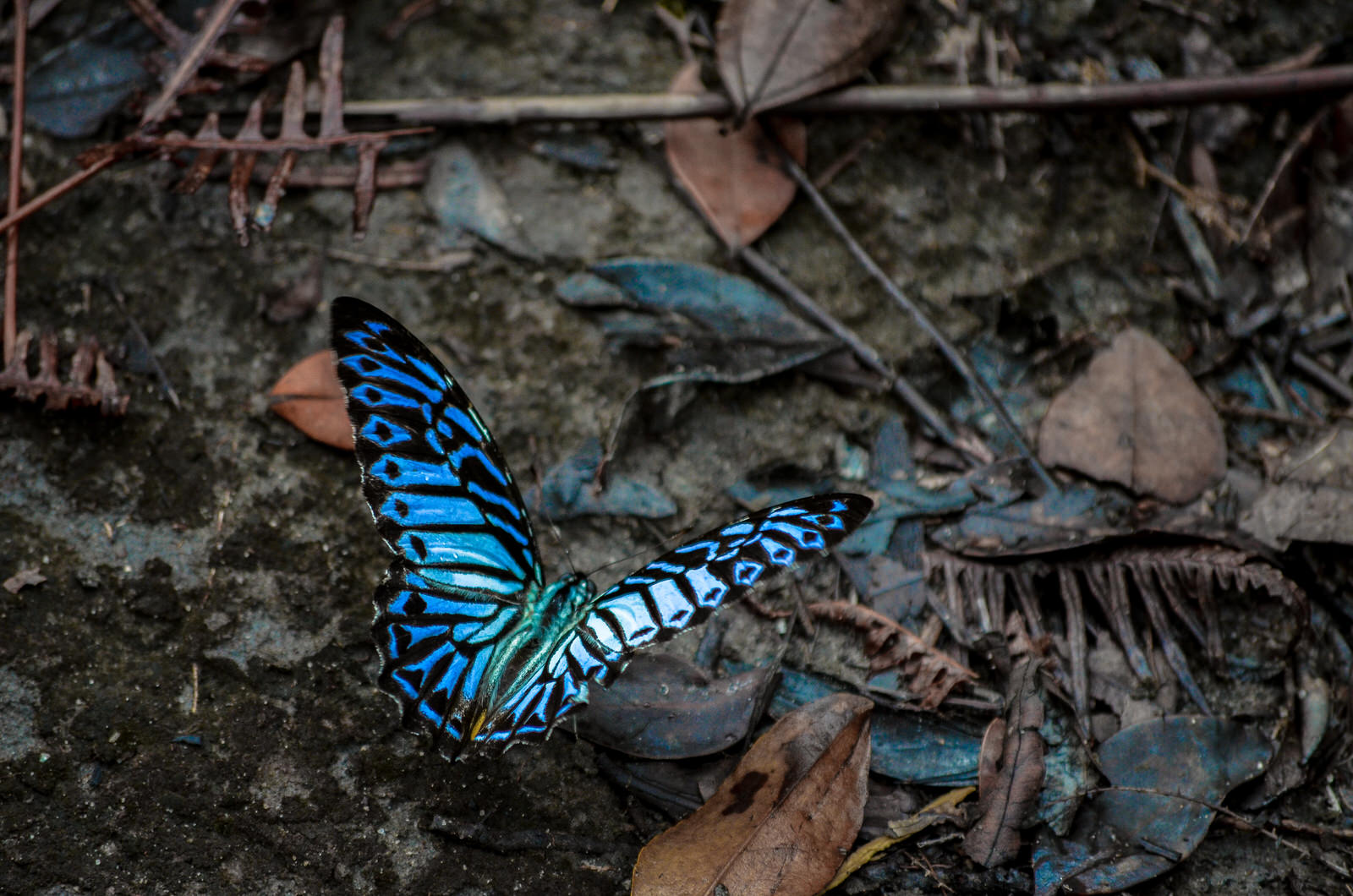 Visiting orangutans in Borneo, Indonesia - beautiful butterflies in Tanjung Puting