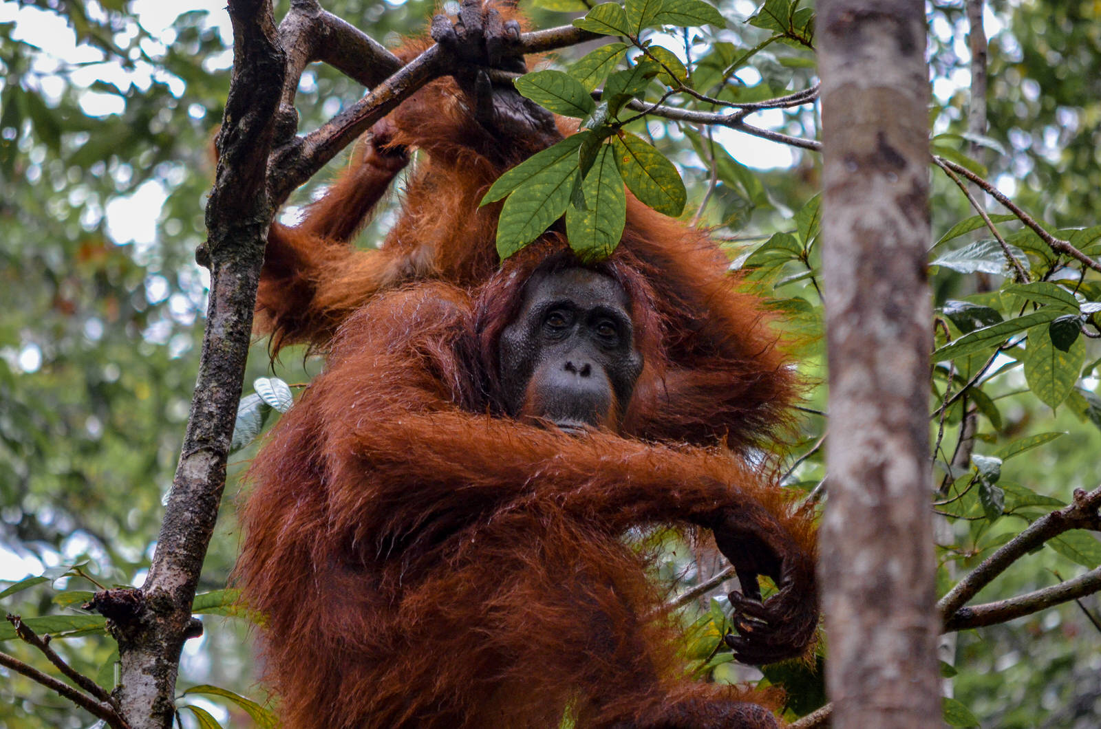 Visiting orangutans in Borneo, Indonesia - orangutan in the trees at Tanjung Puting