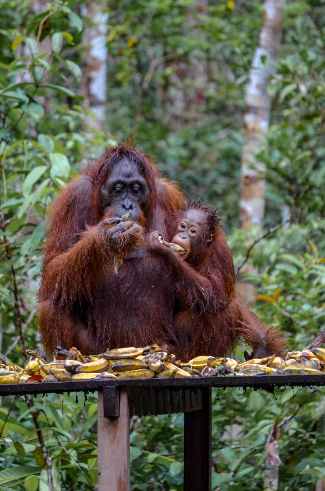 Visiting orangutans in Borneo, Indonesia - orangutans eating bananas in Tanjung Puting