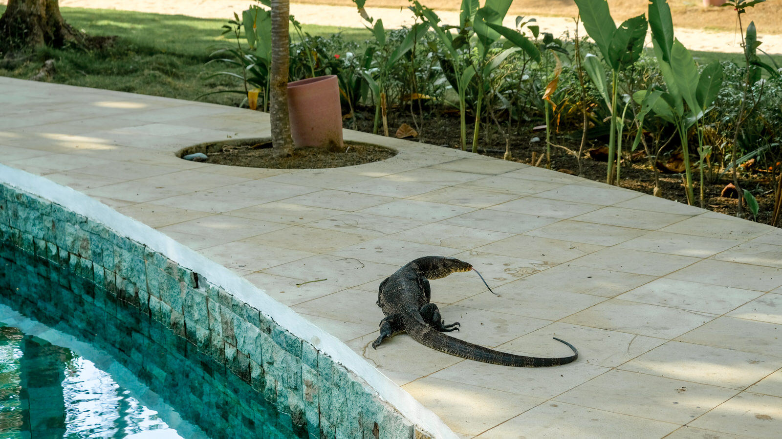 Pulau Joyo island, Indonesia - monitor lizard sun bathing poolside