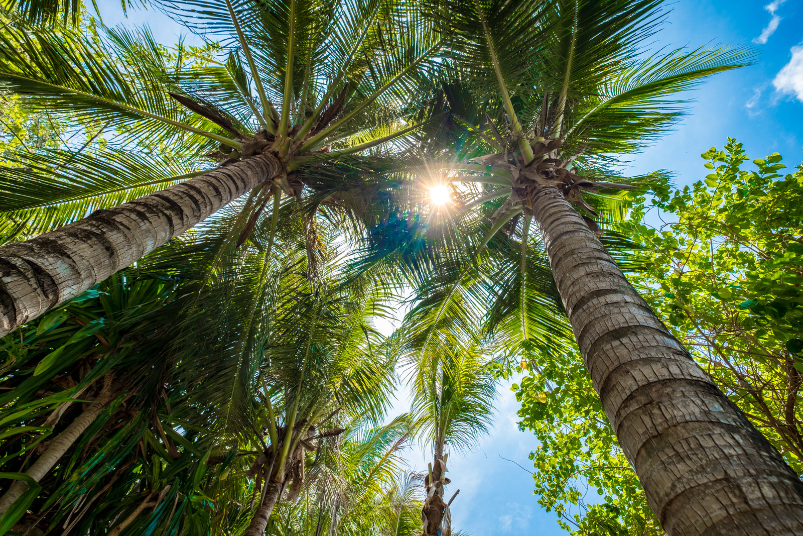 Pulau Joyo island, Indonesia - palm trees galore!