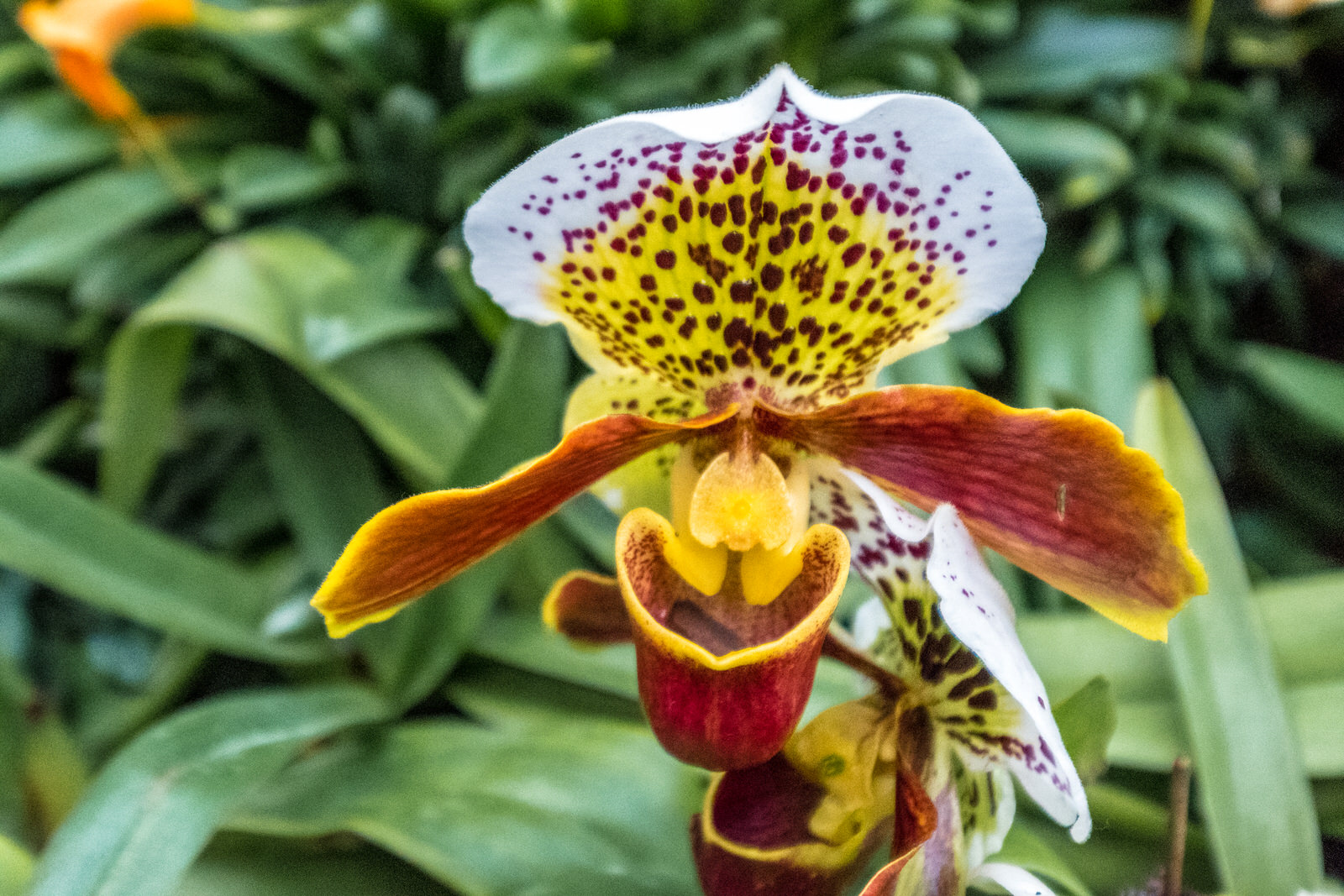 Gardens by the Bay, Singapore photos - Orchids