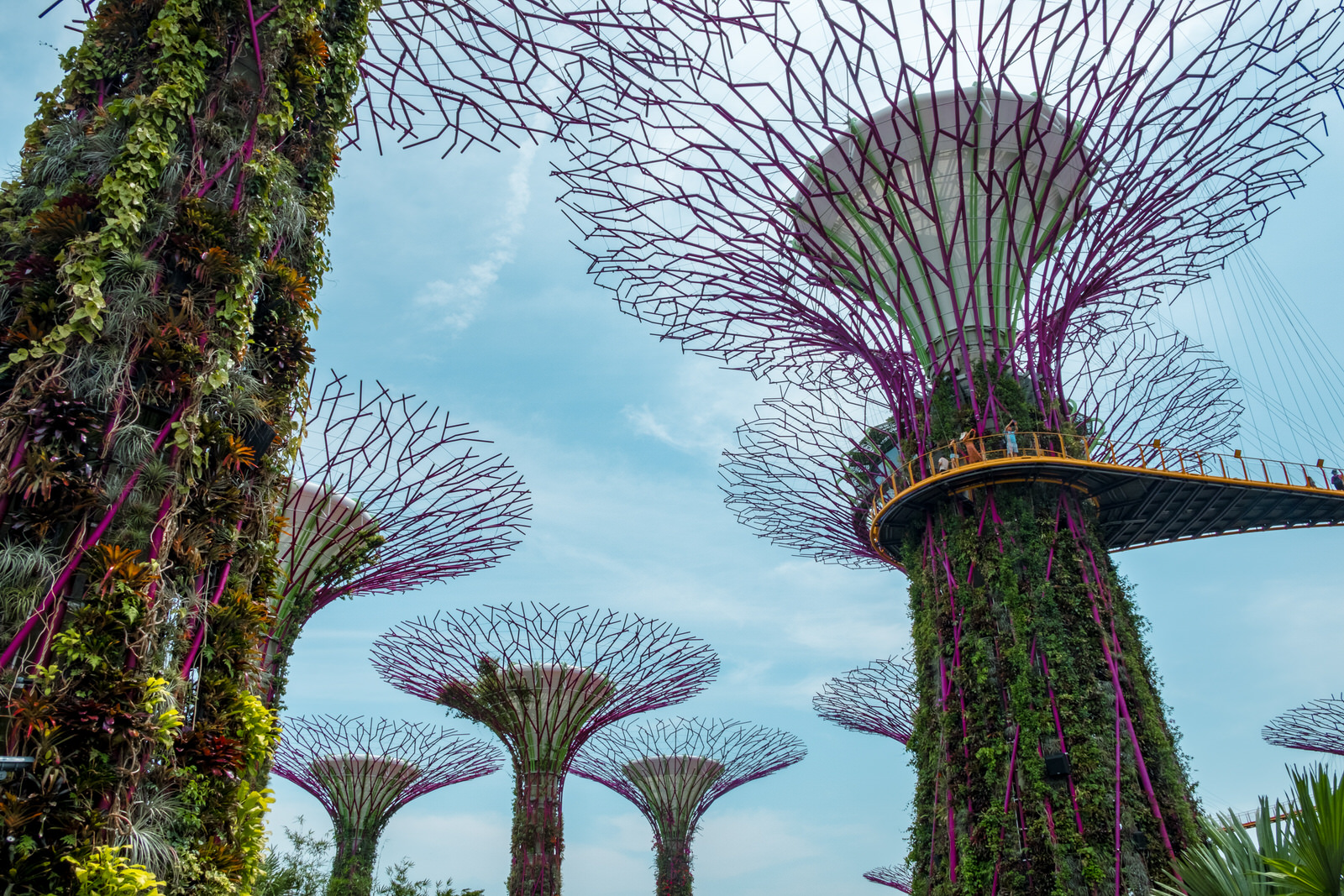 Gardens by the Bay, Singapore photos - Supertree grove