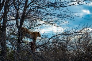 Baobab Ridge Safari Lodge - Leopard with a Steenbok kill, Klaserie, Kruger, South Africa