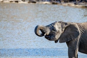 Baobab Ridge Safari Lodge - Baby elephant at the watering hole, Klaserie, Kruger, South Africa