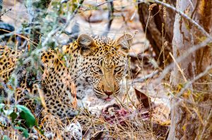 Baobab Ridge Safari Lodge - Leopard with a kill, Klaserie, Kruger, South Africa