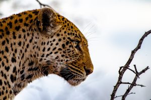 Leopard at Baobab Ridge, Kruger