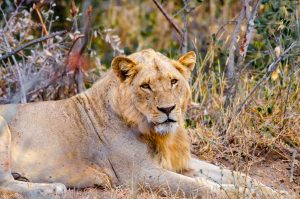 Baobab Ridge Safari Lodge - Juvenile male lion, Klaserie, Kruger, South Africa