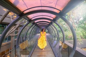 Saxon Hotel - Treetop canopy walkway, Johannesburg, South Africa