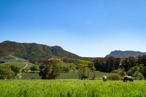 Exploring Constantia Wine Route - Constantia Valley, Cape Town, South Africa