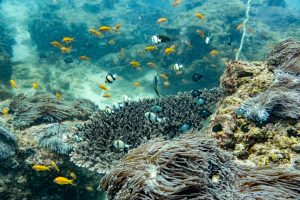 Azura Benguerra - Scuba diving two mile reef, Bazaruto archipelago, Mozambique