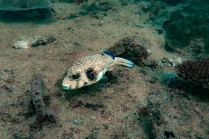 Azura Benguerra - Spotted puffer fish on two mile reef, Bazaruto archipelago, Mozambique