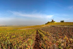 Rolling vineyards in Champagne, France