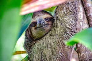 Sloth at Tranquilo Bay, Bocas del Toro, Panama