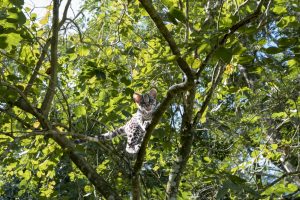 Baby margay at the chocolate farm, Bocas del Toro, Panama