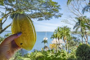 A cacao pod at the chocolate farm, Bocas del Toro, Panama