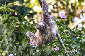 Three toed sloth in tree, Tranquilo Bay, Bocas del Torro, Panama