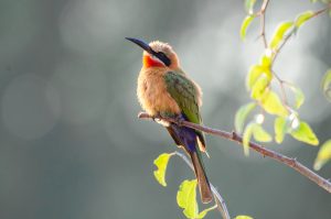 Bird spotting on safari game drives, Pafuri camp, Kruger, South Africa