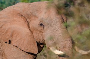 Elephant face close up, Pafuri camp, Kruger, South Africa