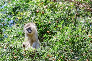 Monkeys hiding in the trees, Pafuri camp, Kruger, South Africa