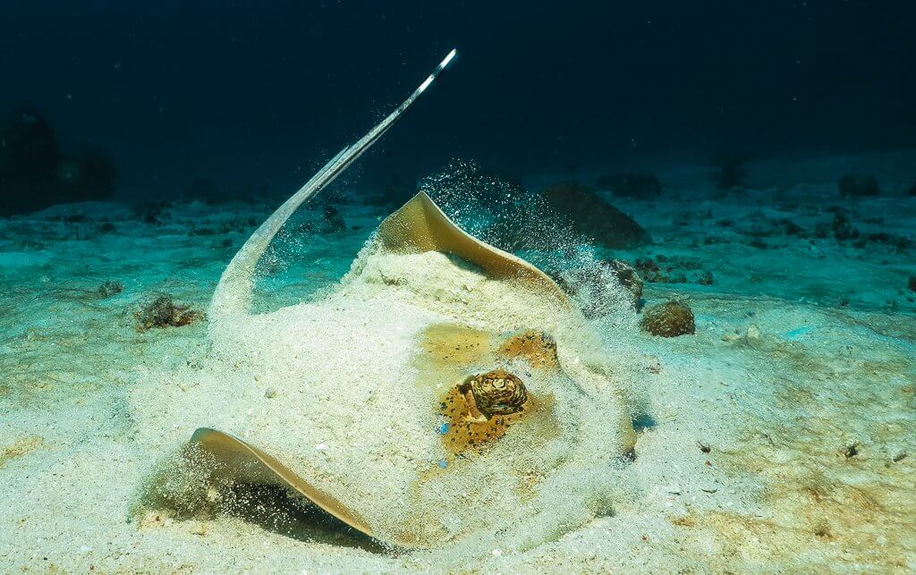 Scuba diving with spotted sting ray at Komodo national park, Indonesia