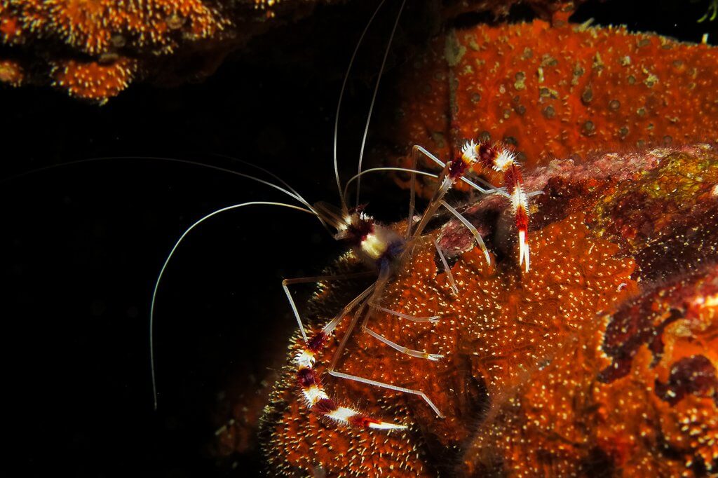 Mantis shrimp in Komodo National Park, Indonesia