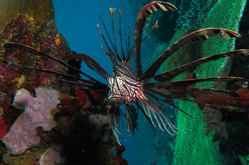 Lion fish in Komodo national Park, Indonesia